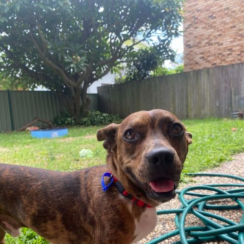 Tucker - 2 Year Old Dachshund X Staffy