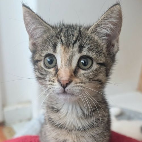 Dabba (Yabba Dabba Do)