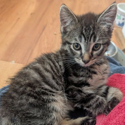 Doo (Yabba Dabba Doo)