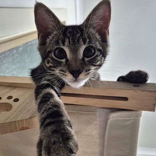 No photo for Huckleberry