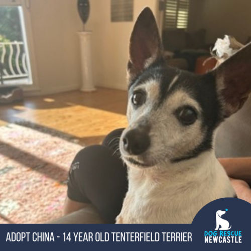 China - 14 year old Tenterfield Terrier