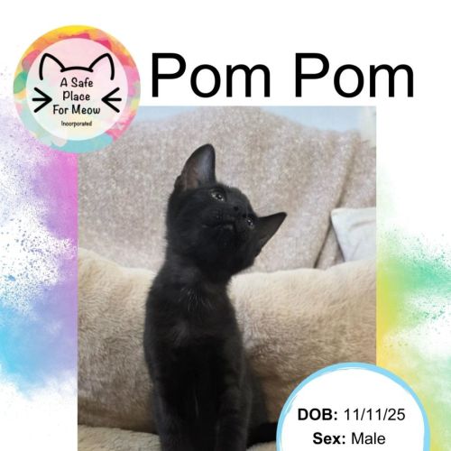 Pom Pom