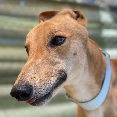 No photo for Skipp The Greyhound