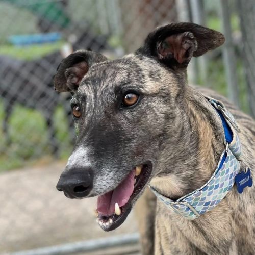 No photo for Tigerlilly The Greyhound