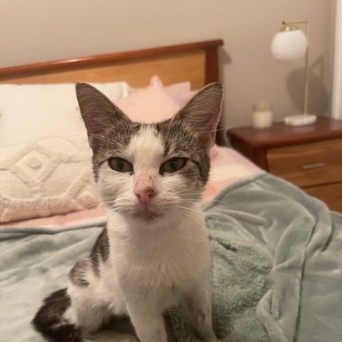 Daisy Urgently Needs a Home !