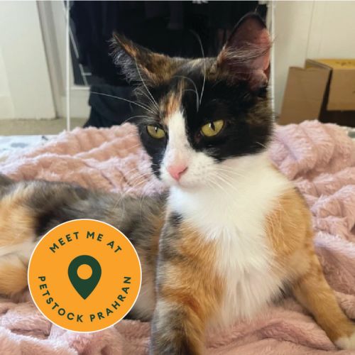 Marble - Meet me @ Petstock Prahran