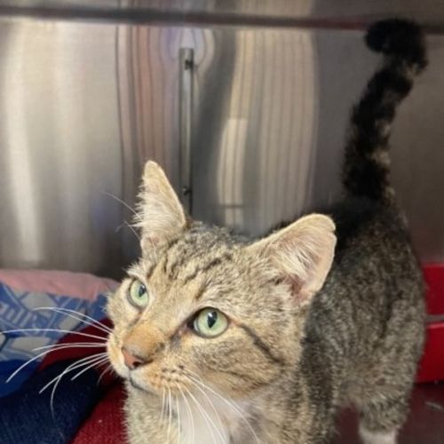 No photo for Al Pacino