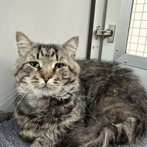 Sir Augustus Chunksworth