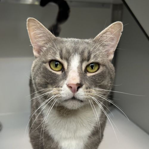 The Mayor Of Whoville