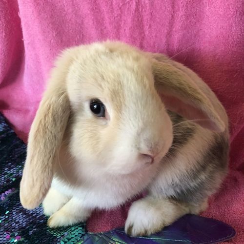 Muesli (bonded With Oat)