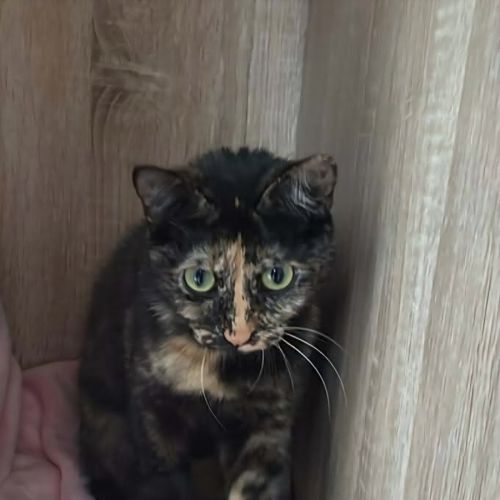 No photo for Delilah