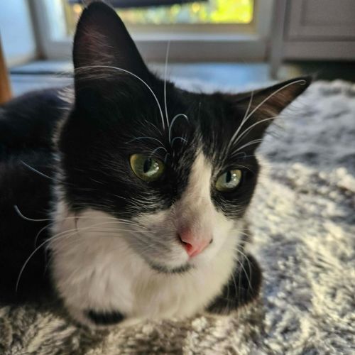 No photo for Abigayil  ** 2nd Chance Cat Rescue**