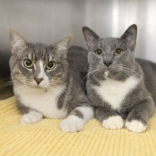 Crab Stick & Potato Cake