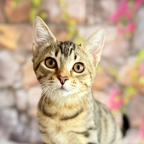 No photo for Rudder (Located In Templestowe)