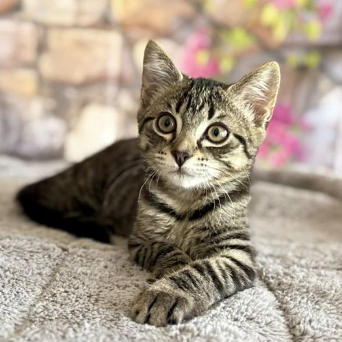 No photo for Captain Frankie (Located In Templestowe)