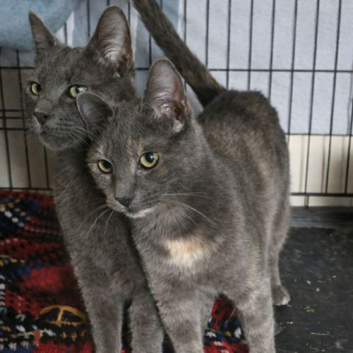 No photo for Willfred & Zinnia *9 Lives Project Rescue*