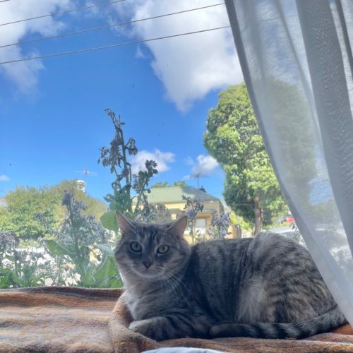 No photo for Bun Bun 