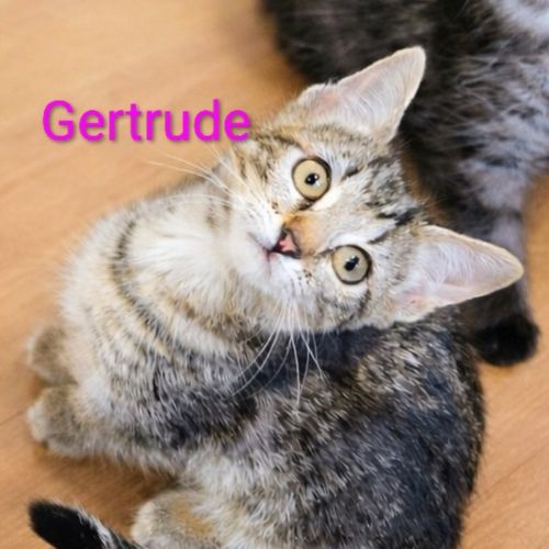 Gertrude meet me@petstock keysborough store 