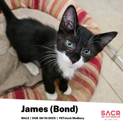 James (Bond, James Bond)