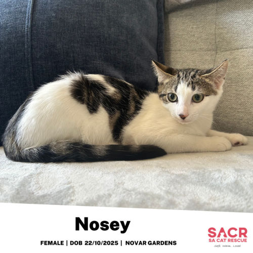 No photo for Nosey