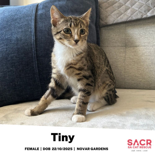 No photo for Tiny