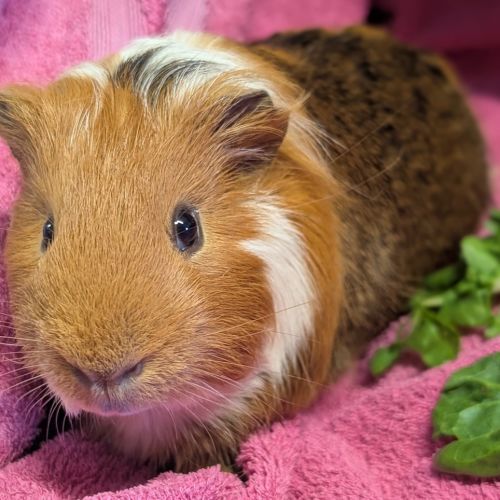 No photo for Brownie