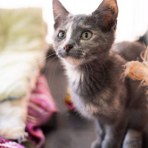 No photo for Bubbles