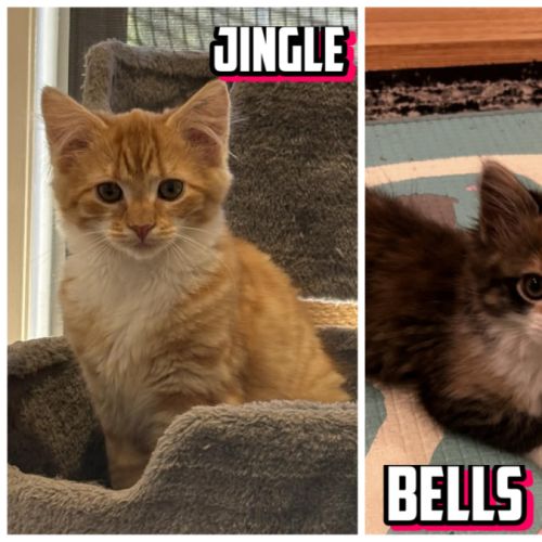 Jingle & Bell 