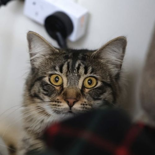 No photo for Elmo (Disco)