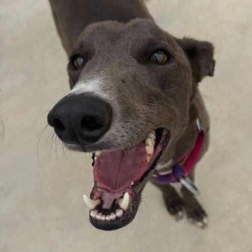 No photo for Serendipity The Greyhound