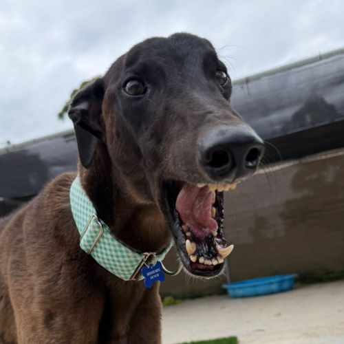 No photo for Baxter The Greyhound