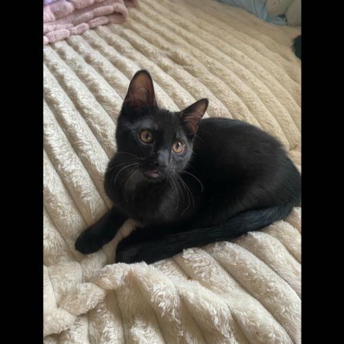 No photo for Pinecone