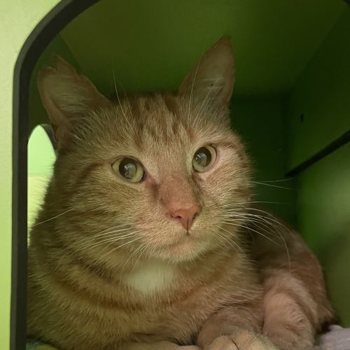 Wally The Wizarding Wonder