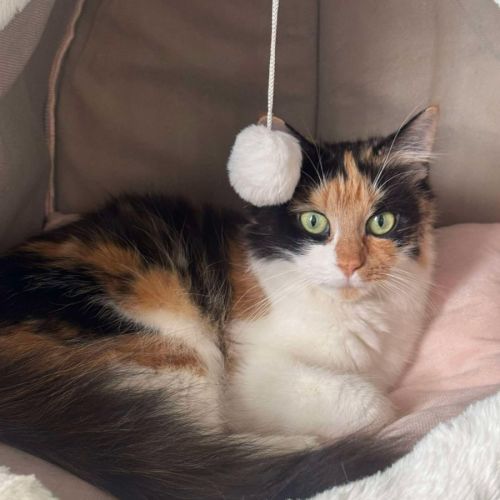 Jemima - In foster care in Ashburton