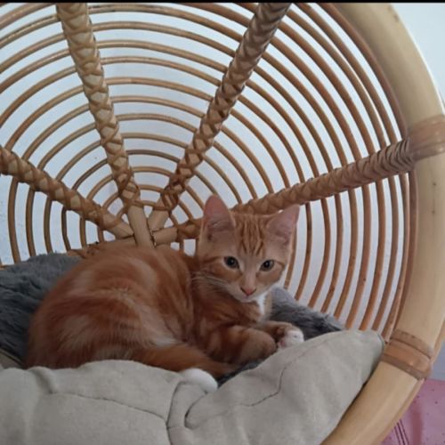 Fred meet me@petstock keysborough store