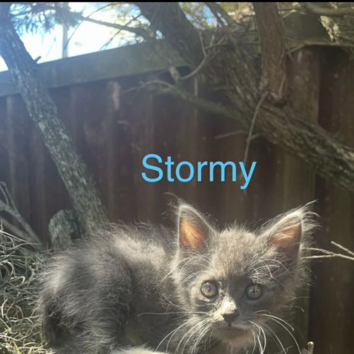 Stormy
