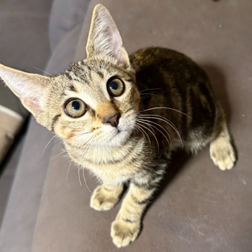 No photo for Puss In Boots