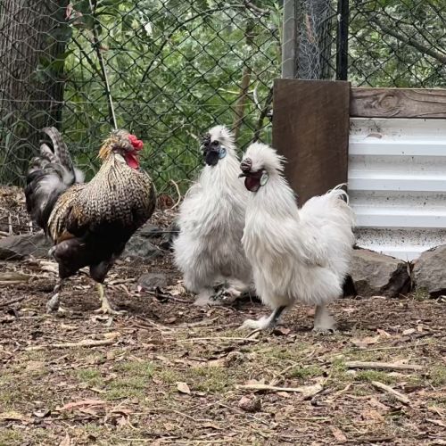 No photo for Goji, Blueberry And Strawberry