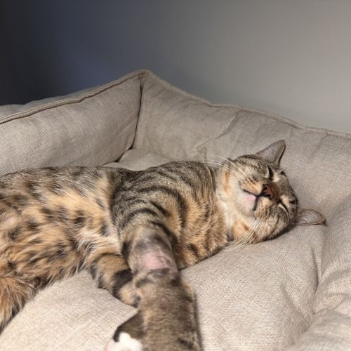 No photo for Rocket