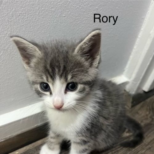 Rory