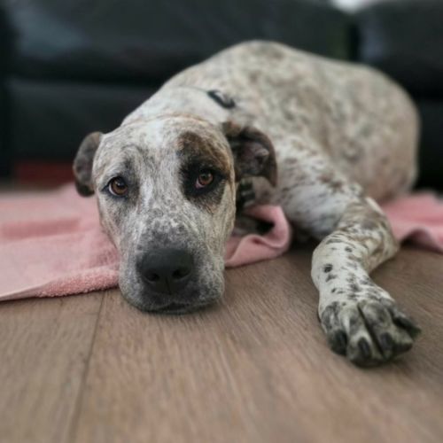 Indi - 1 Year Old Great Dane X Cattle Dog