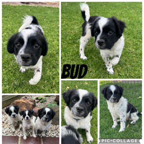 No photo for Bud & Lily 