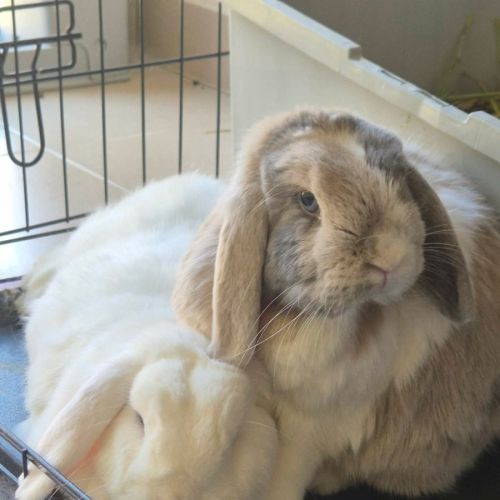 No photo for Coco And Snowy 