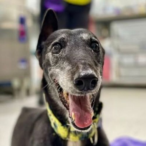 No photo for Ellery The Greyhound