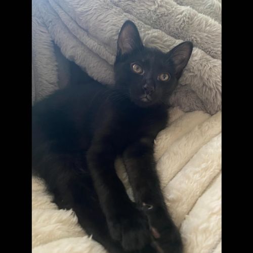 No photo for Pancake