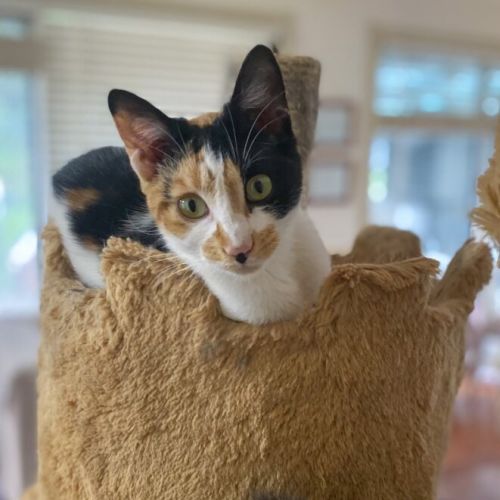 No photo for Buttercup