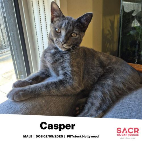 No photo for Casper