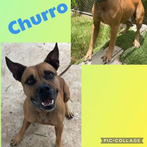 Churro