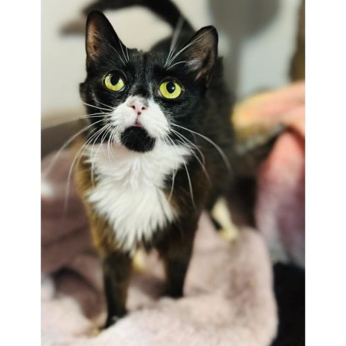 No photo for 13455   Lucy