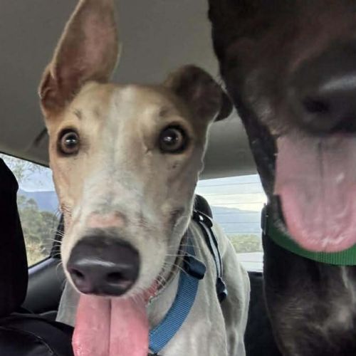 No photo for Cleo, The Greyhound
